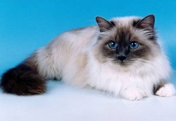 Бирманская