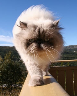 Персидская