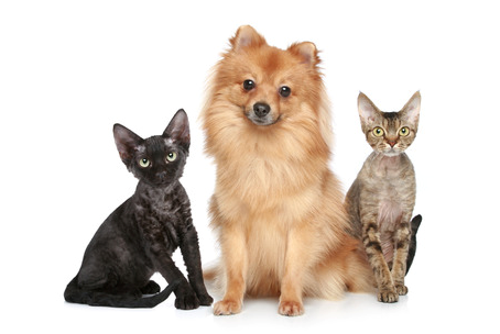 Немецкий рекс