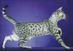 Египетская мау