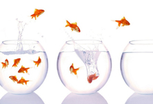 Золотая рыбка