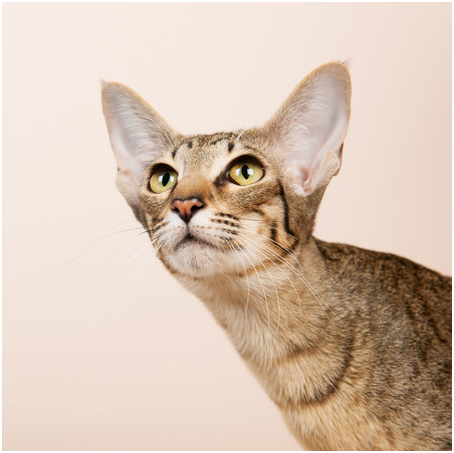 Восточная короткошерстная кошка